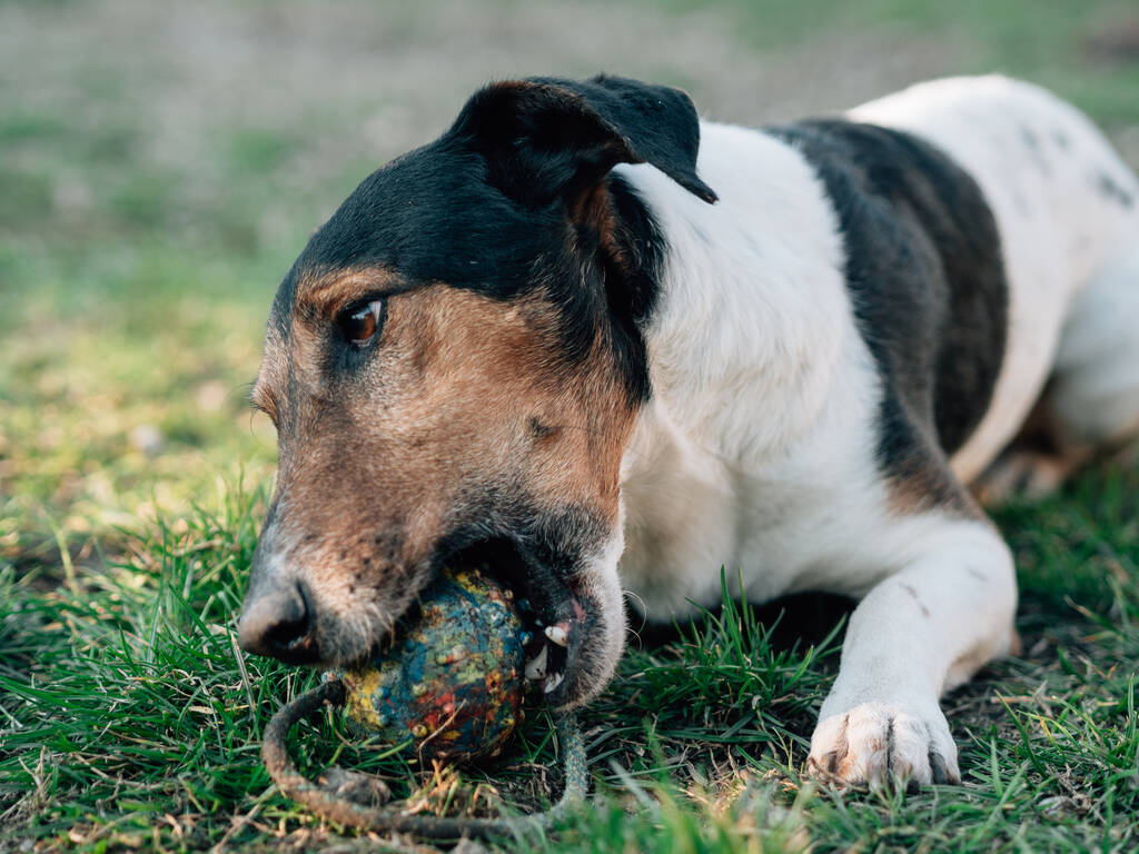 Terriër speelt buiten met een bal