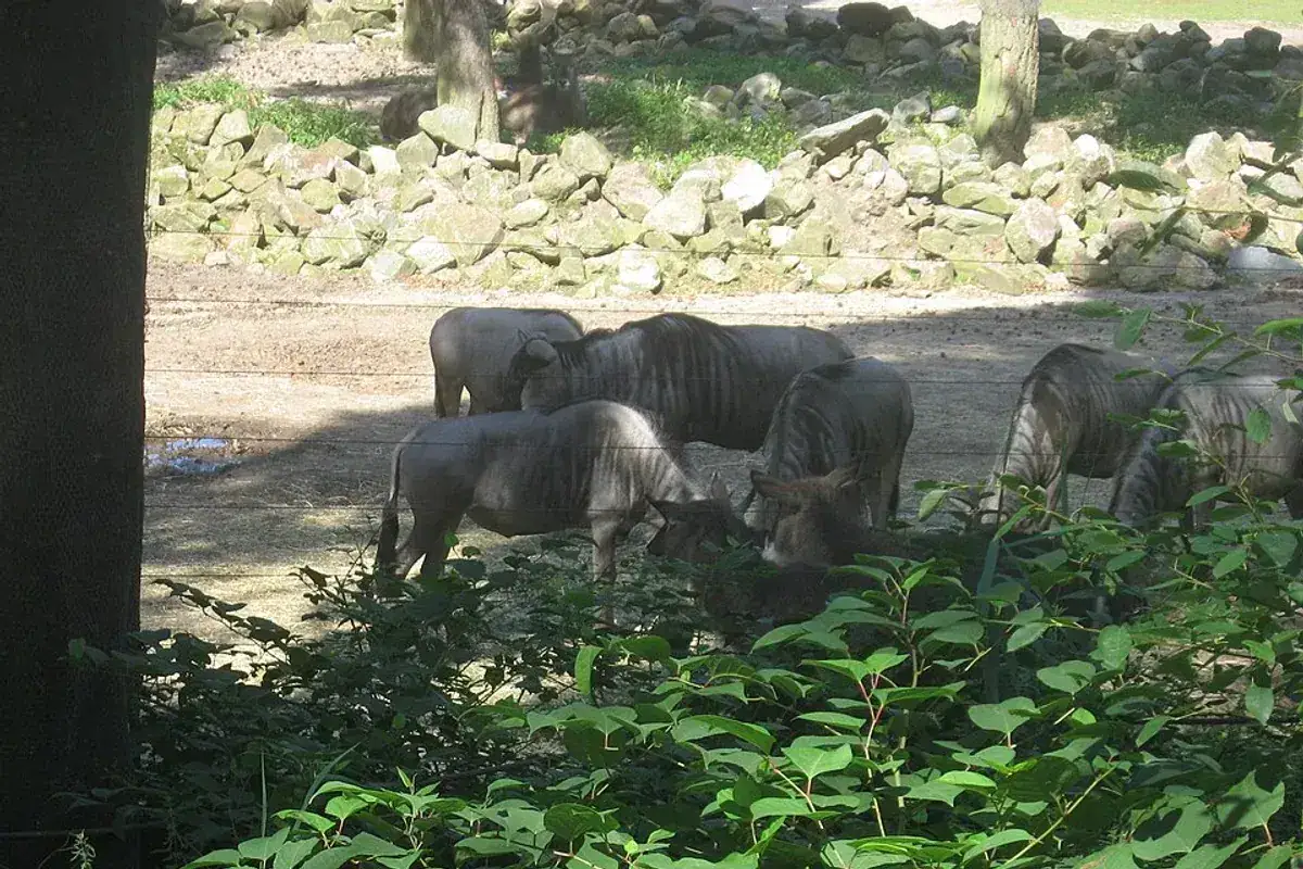 Burgers' Zoo in Arnhem