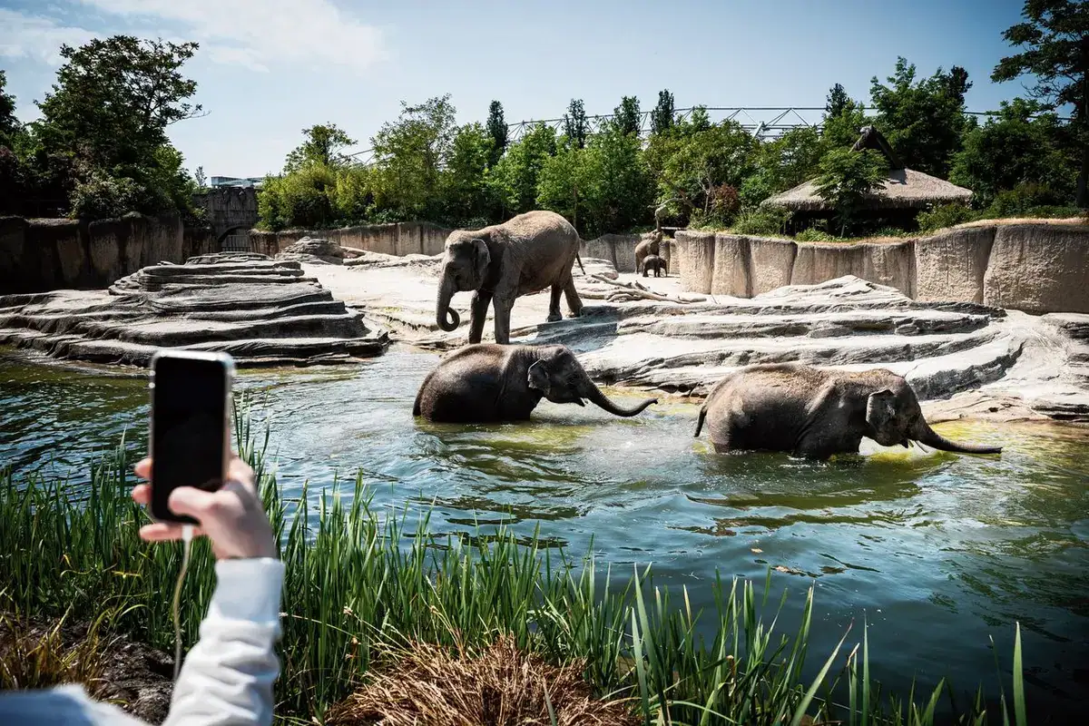 Olifanten baden in het water bij WILDLANDS Adventure Zoo Emmen