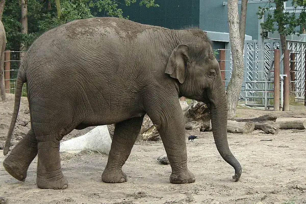 DierenPark Amersfoort in Amersfoort
