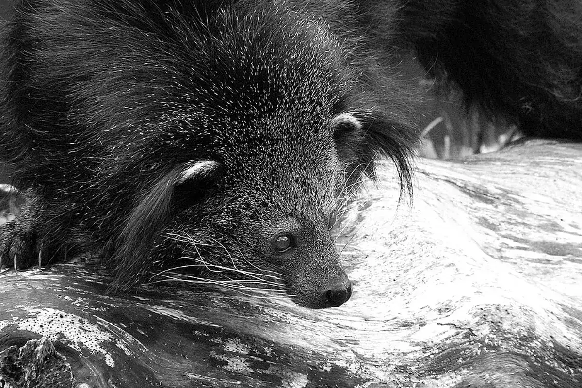 ZooParc Overloon in Overloon