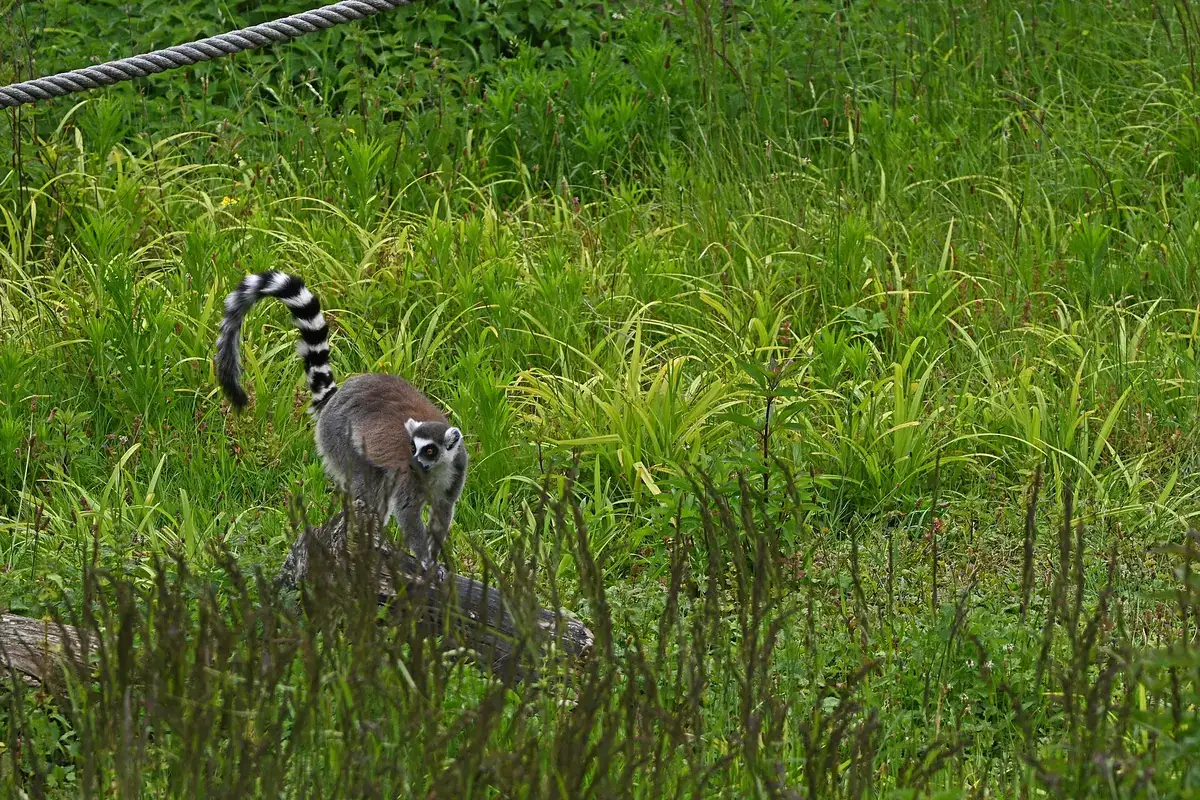 Dieren en werelddelen bij Diergaarde Blijdorp