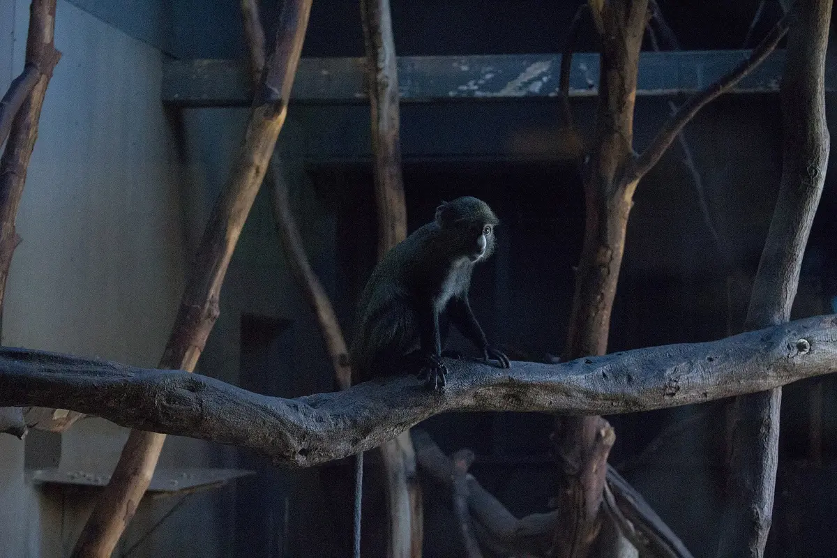 Diergaarde Blijdorp in Rotterdam – Dieren en werelddelen