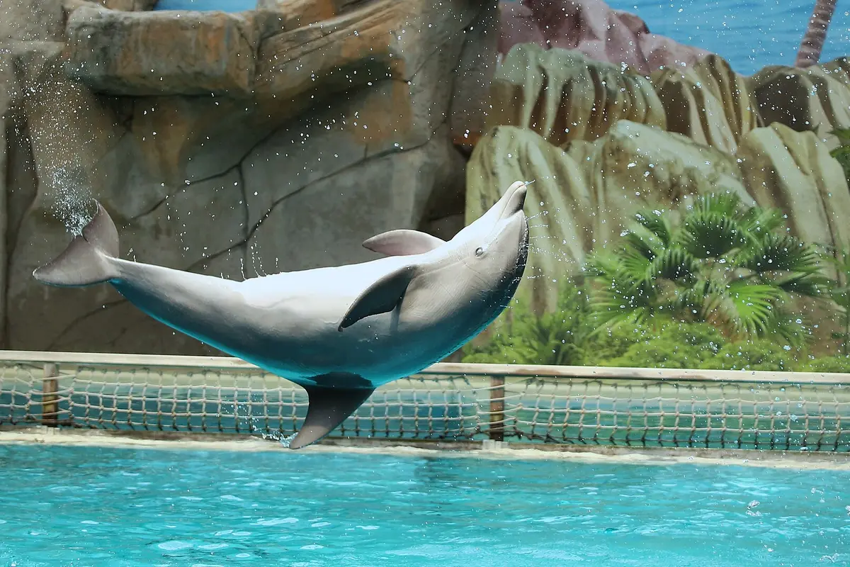 Dolfijnen bij Dolfinarium