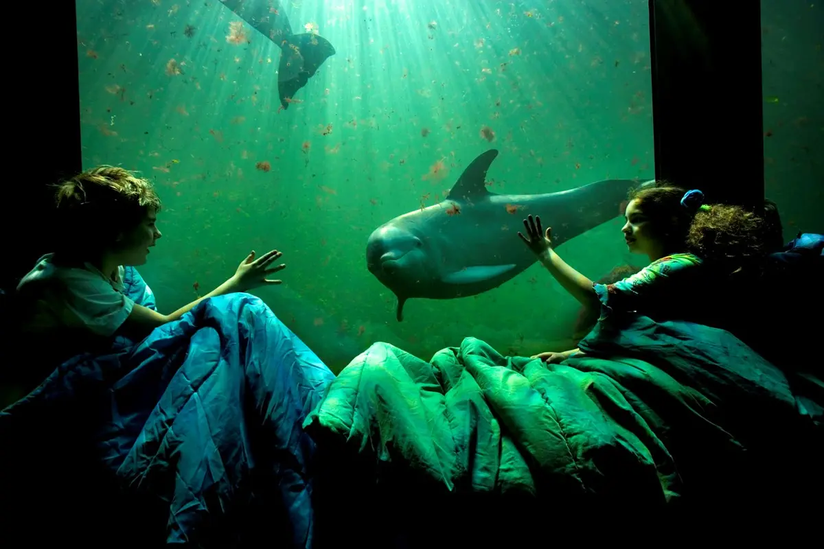 Walrussen en zeeleeuwen bij Dolfinarium