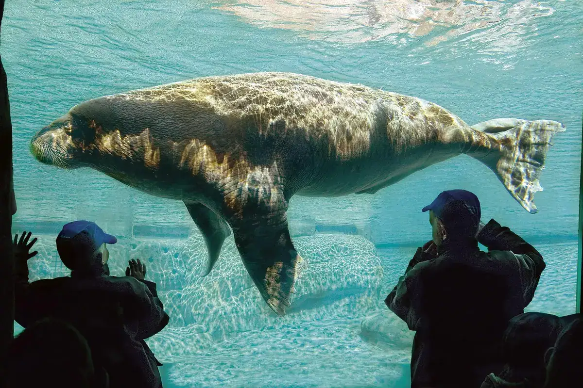 Spelen en waterpret bij Dolfinarium