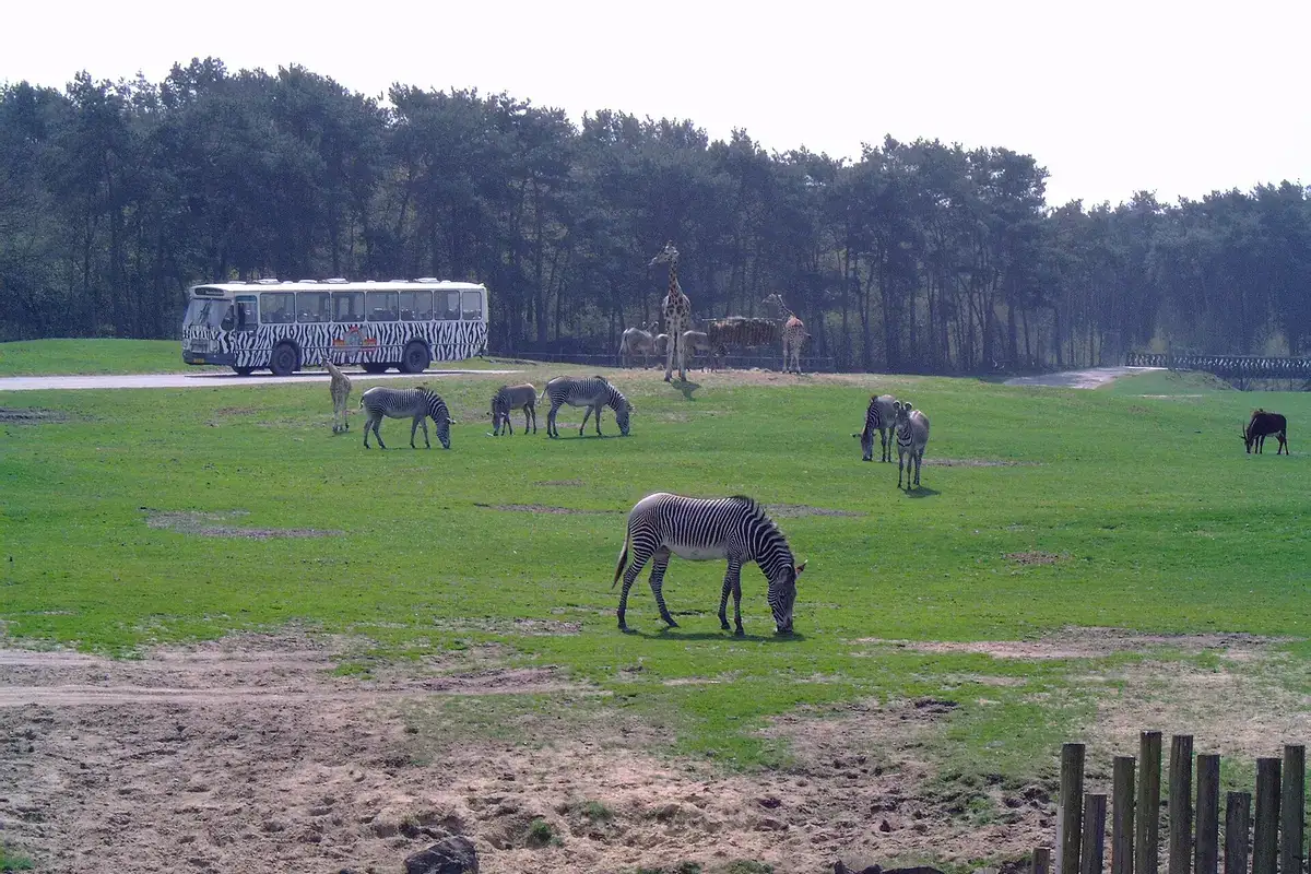 Autosafari bij Safaripark Beekse Bergen