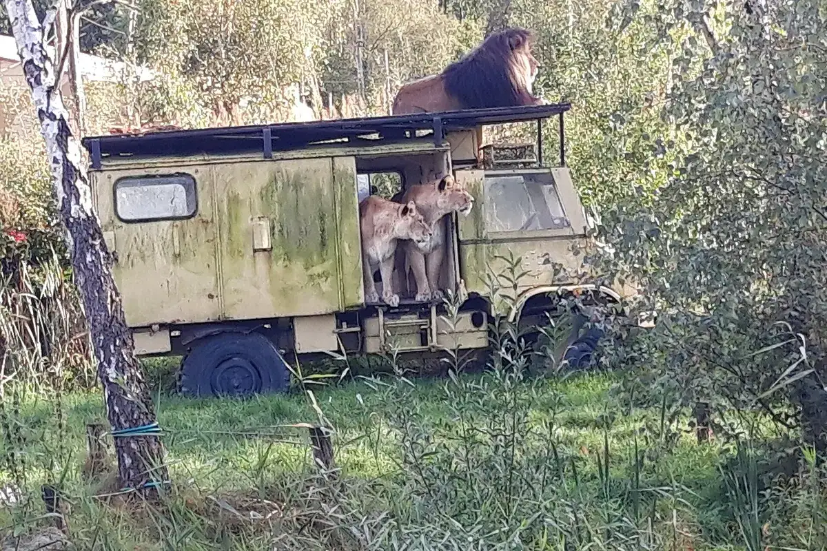 Wandelsafari bij Safaripark Beekse Bergen