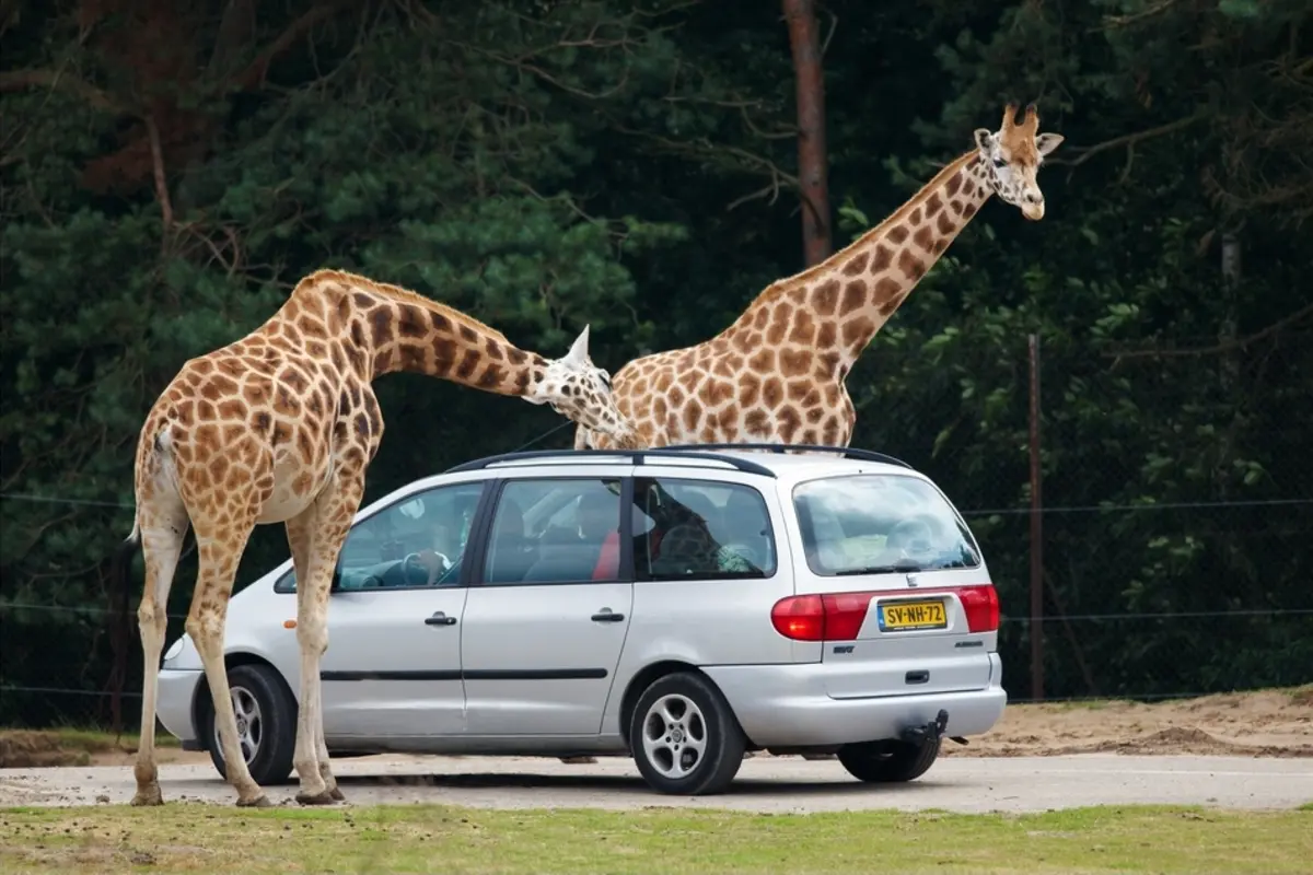 Giraffen naast een safariauto bij Safaripark Beekse Bergen