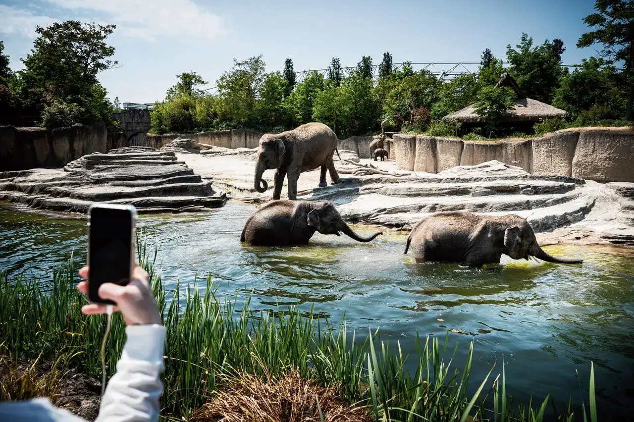 Olifanten baden in het water bij WILDLANDS Adventure Zoo Emmen