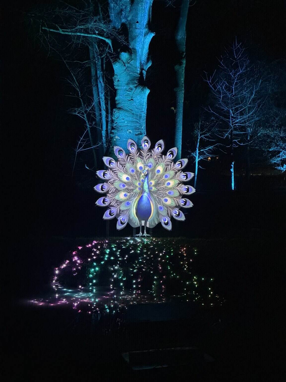 Een verlichte pauw tussen blauw uitgelichte bomen tijdens een lichtfestival