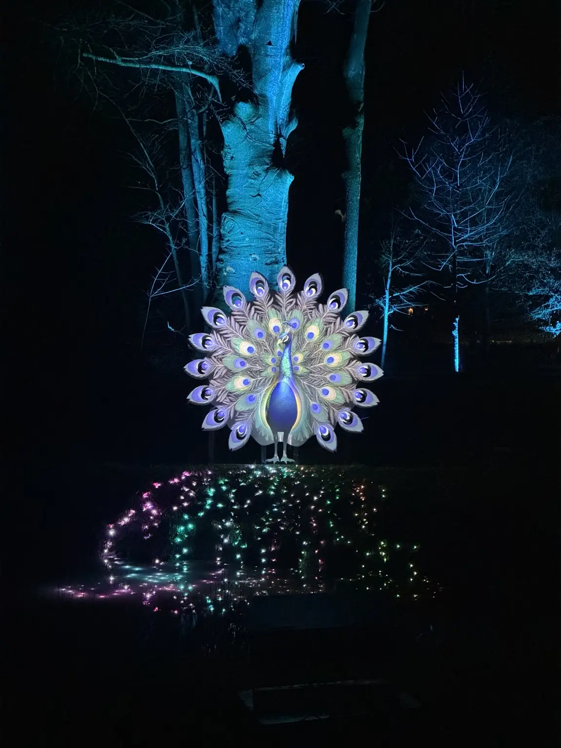 Een verlichte pauw tussen blauw uitgelichte bomen